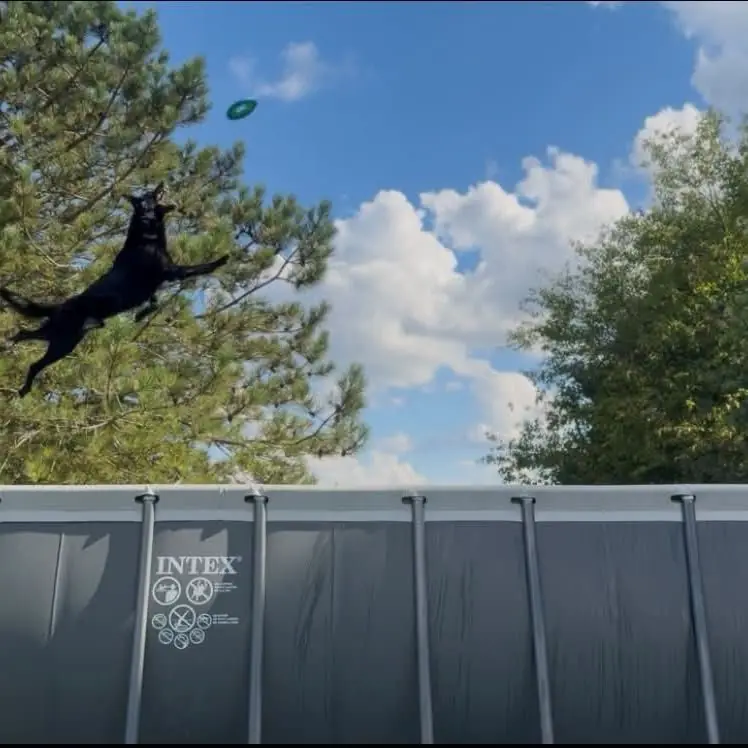 Black dog leaping off the dock to catch a flying disc above the pool
