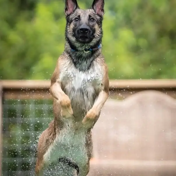 Belgian Malinois launching off the dock toward the camera with water spraying