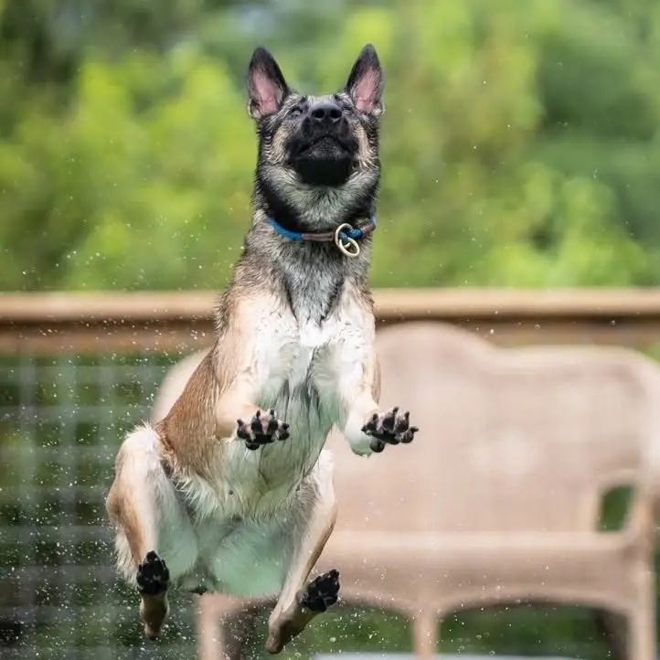 Belgian Malinois mid-air with paws spread during a dock jump