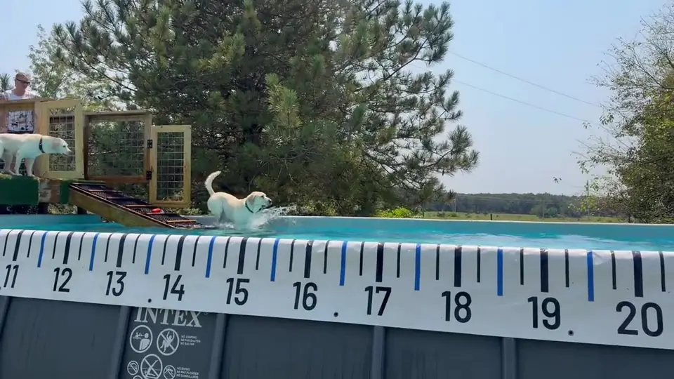 Video still: Sunset swims, measured jumps