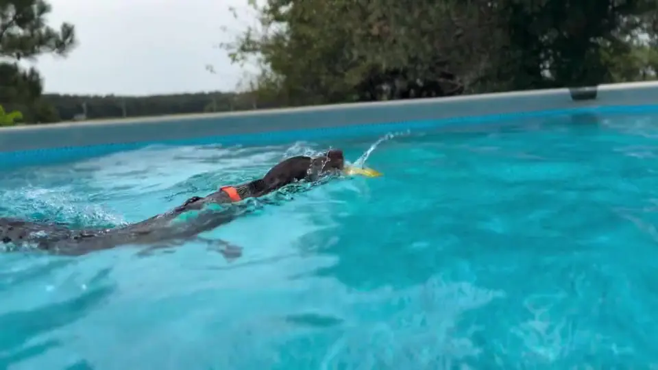 Video still: No dock diving experience needed
